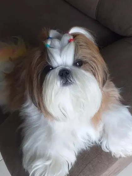 Relaxing on the couch after a fresh groom. A clean pet makes for a happy home.