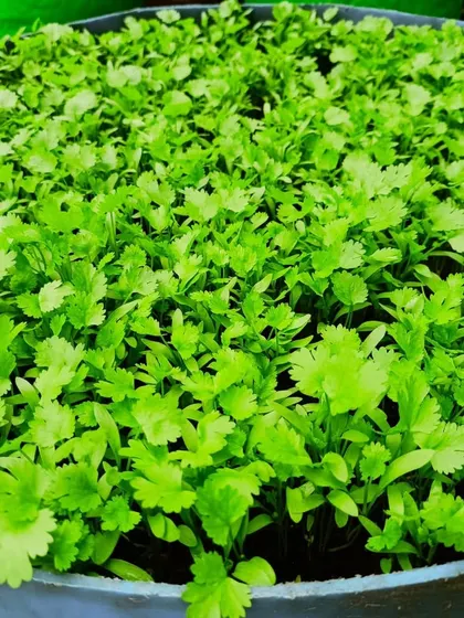 This dense patch of young coriander seedlings shows the excellent germination rate of our organic seeds. In just a few weeks, this will be ready for its first harvest.