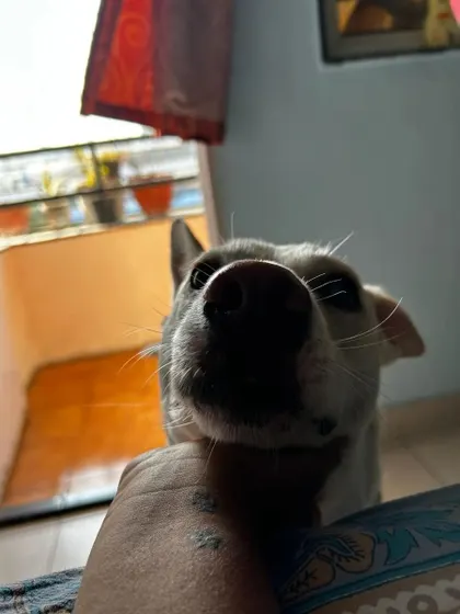Scooby asking for attention with a gentle nudge. I'm always attentive to these subtle cues, ensuring your pet's needs for affection are met.