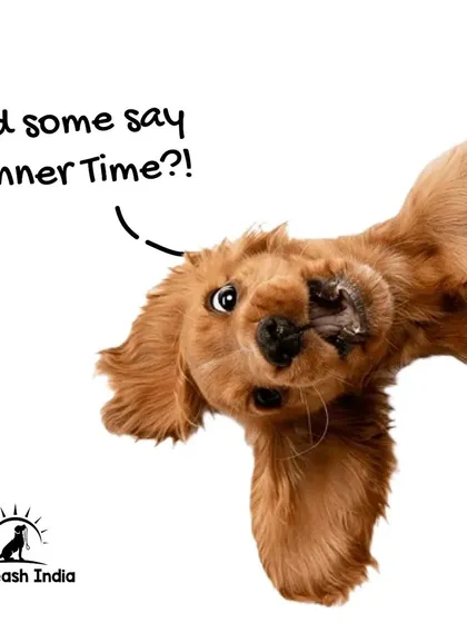 The best time to train your dog is when they are most motivated. For most dogs, that's right before dinner time. Using their meal as a reward is a powerful way to keep them focused and eager to learn.