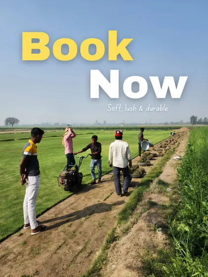 Our team at the farm, harvesting turf. We encourage clients to book now to secure their supply.