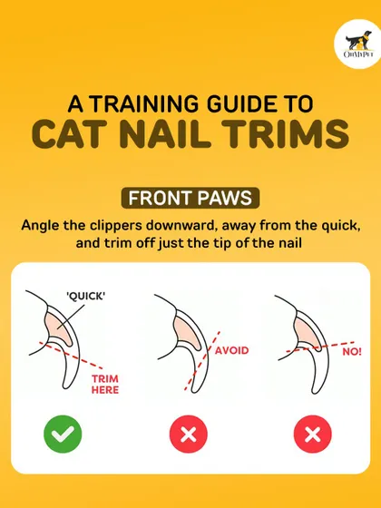 Trimming your cat's nails can be tricky. This training guide shows you exactly where to trim to avoid the 'quick' and make the experience stress-free for your feline friend.