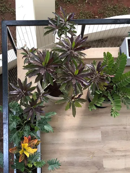 Sometimes the best view is from above. This top down perspective of a balcony garden shows how we arrange plants like Croton and Zamia to create interesting patterns and textures, ensuring the space is beautiful from every angle.