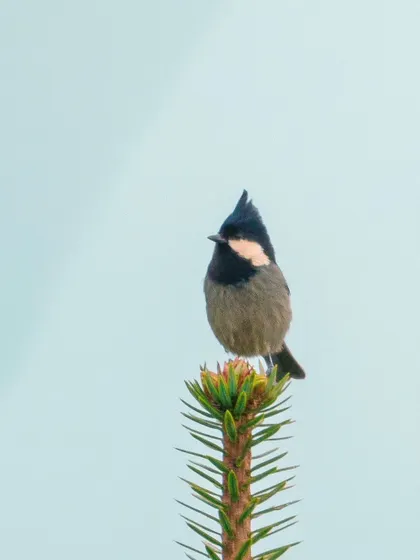 A Rufous-vented Tit sits characteristically at the very tip of a fir tree, a common behavior for these high-altitude birds as they scan for insects.