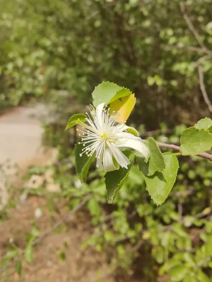 The delicate white flower of the Gangeti shrub. This drought-tolerant species is a key part of our restoration efforts, thriving in dry, tough conditions.