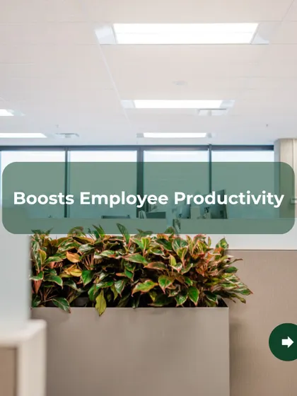 A green workspace is a productive workspace. Studies show that the presence of indoor plants can boost employee productivity and focus. This installation with lush Calathea plants is a perfect example of how we help create an environment where people can do their best work.
