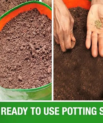 This collage shows the simplicity of using our Prithvi Potting Soil. It's a ready-to-use mix, so you can just fill your pot, sow your seeds, and water. No complicated mixing or preparation is required.