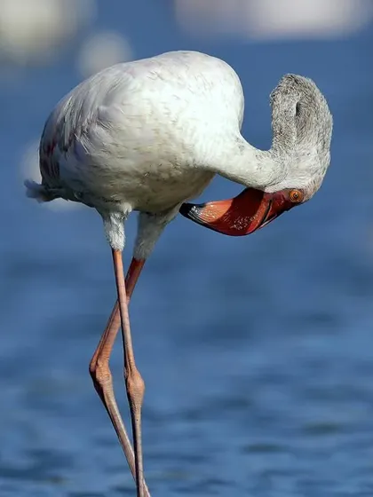 A flamingo contorts its long neck to preen its feathers. Their flexibility is amazing, and capturing these grooming behaviors provides a glimpse into their daily routines.