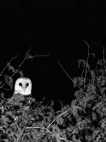 A Barn Owl peeking out from the dense foliage of a tree, a classic black and white image capturing its ghostly appearance.