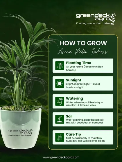 The Areca Palm is a fantastic indoor plant for Indian homes. This guide provides simple, clear instructions on how to grow it, covering everything from sunlight and watering to soil and care tips.