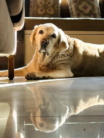 A quiet moment with Pluto, a dog who taught me so much about communication through just a look. It's a privilege to care for senior dogs and learn from their gentle wisdom.