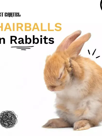Do you have a rabbit? This guide explains what hairballs are in rabbits, also known as wool block, and provides helpful tips on how to manage and prevent them through proper diet and grooming.