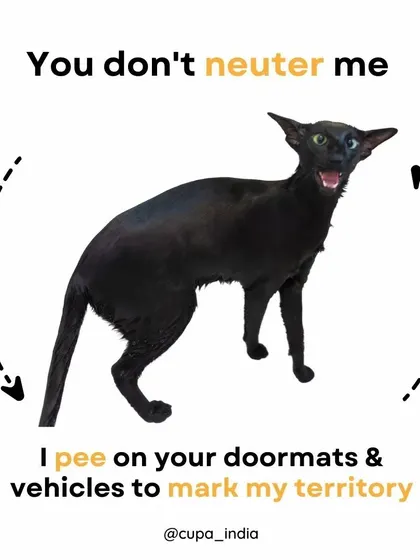 If you don't neuter me, I pee on your doormats and vehicles to mark my territory. This is a common complaint from residents, and neutering is the most effective way to stop this behavior.