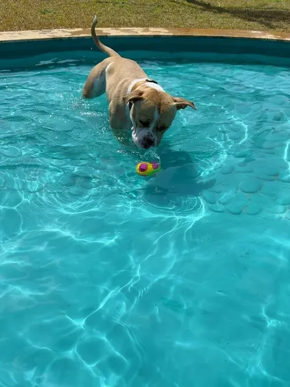 This pup is focused on the most important thing: the toy. The pool is a great place for a game of water fetch.