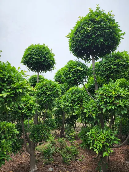 Another view of our Ficus Retusa topiary collection, showing the dense, healthy foliage we cultivate. These plants are ready to make an instant impact.