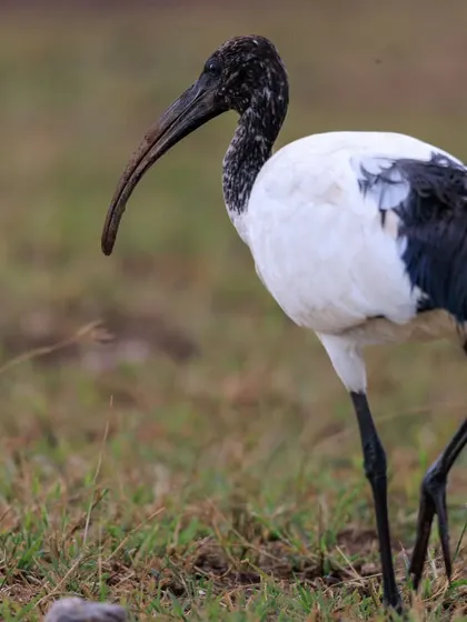 The African Sacred Ibis, a bird revered in Ancient Egypt and linked to the god Thoth. We often find these distinctive wading birds foraging in the wetlands of Africa.