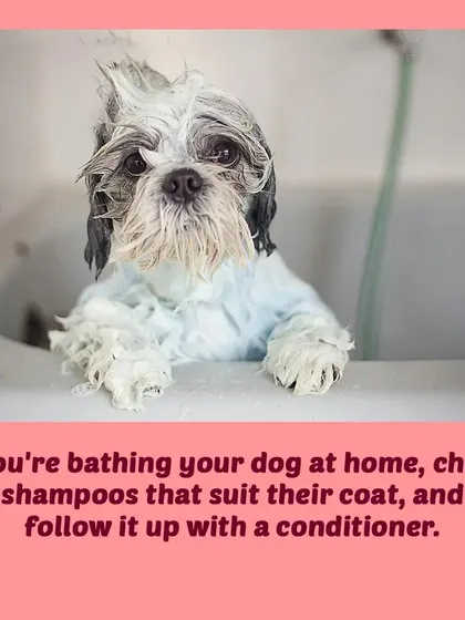 If you bathe your dog at home, always use a shampoo suited for their coat type and follow up with a conditioner to keep the fur smooth.