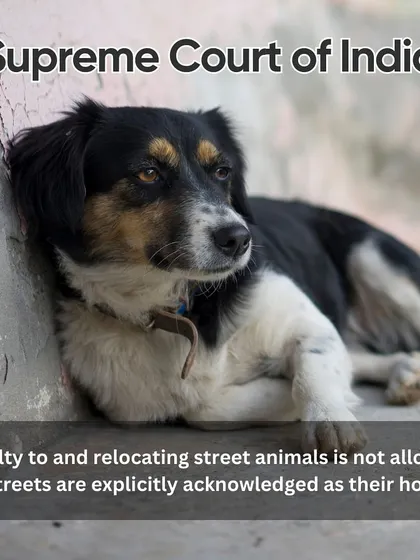The Supreme Court of India has explicitly acknowledged that streets are the homes of community dogs. Rulings have repeatedly stated that cruelty towards them and relocation are not allowed.