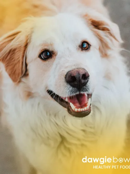 Pearly whites for life! A diet free from chemicals and by-products is essential for maintaining your pet's oral health and keeping their smile bright and healthy.