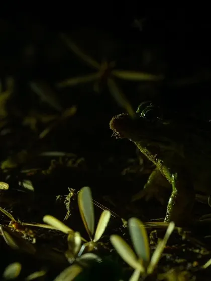 A Bull Frog amidst a swarm of termites, taking advantage of the seasonal feast. Our tours often focus on these ecological interactions.