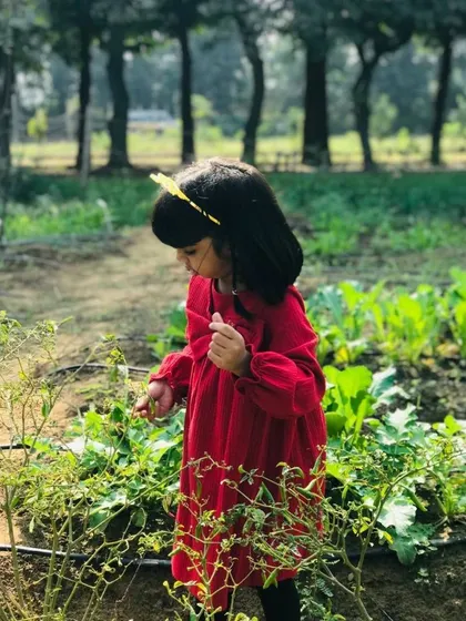 A young girl in a red dress stands among the green chili plants, a serene moment of a child connecting with nature.