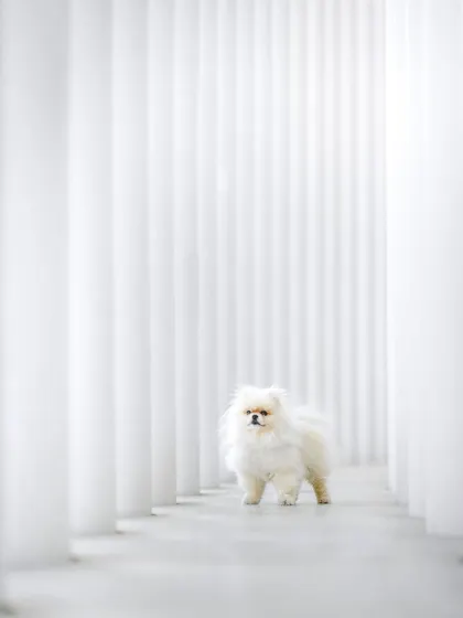 An attempt at urban pet photography with the wonderful model, Bueno the Pomeranian! The clean white lines of the Philharmonie in Luxembourg create a modern, architectural backdrop for this fluffy little star.