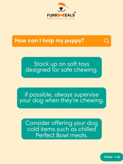 This extensive library of educational content covers everything a pet parent needs to know, from the benefits of turmeric and moringa to tips for hydration, sleep, dental health, and raising a new puppy.