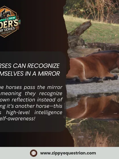 Did you know some horses can recognize themselves in a mirror? This high-level intelligence and self-awareness is just one of the many amazing things about these animals.