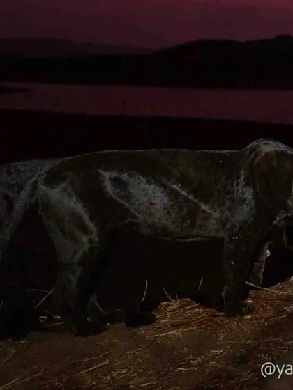 The "Ghost of the forest," a black panther, captured against a deep red twilight sky. Getting this elusive cat in ambient light is a challenge, as they mostly appear after dark.