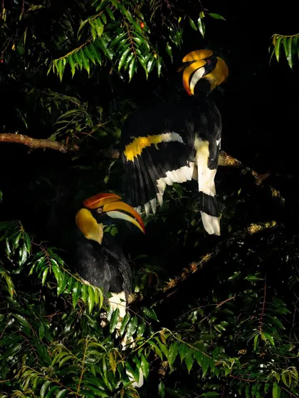 A pair of Great Hornbills photographed at night. Using a flash setup allows us to capture the nocturnal lives of these incredible birds.