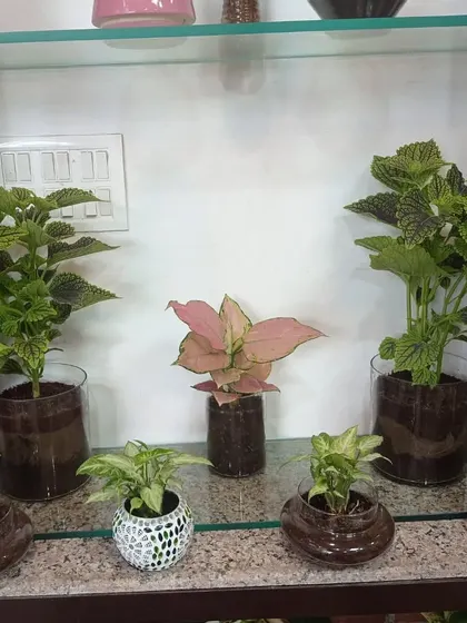 A collection of imported indoor plants, including Coleus and Aglaonema, in glass pots. These unique plants add an exotic touch to your decor.