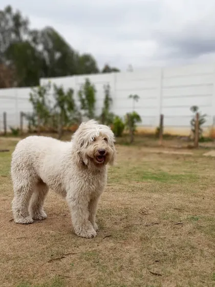 Melo the gentle giant. His calm and mellow personality brings a wonderful energy to the entire group.