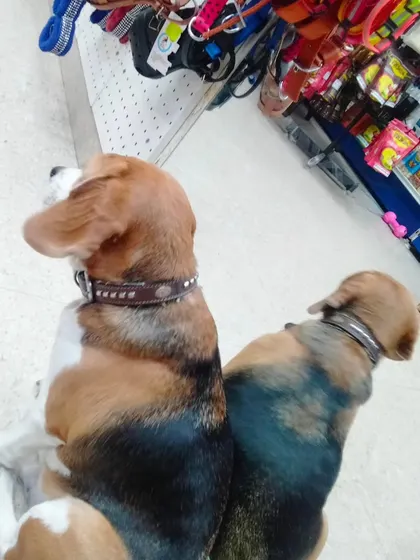 Two Beagles sitting side by side, patiently waiting. They make great shopping companions.