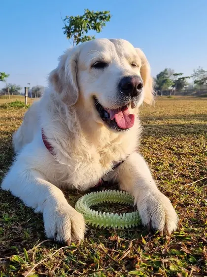 A sun-kissed golden retriever looking happy and content with its toy.
