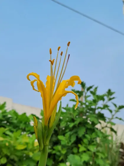 A Lycoris Lily bud.