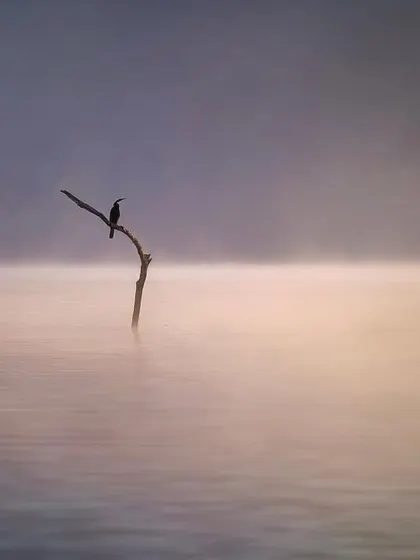 "The River Breath." The mist rises from the Bhadra river as a lone darter keeps watch. The soft, layered colors and minimalist composition create a serene, painterly landscape that invites contemplation and peace.