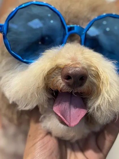 A freshly groomed poodle looking dapper in oversized blue sunglasses after a pampering session at our Grooming Fest.
