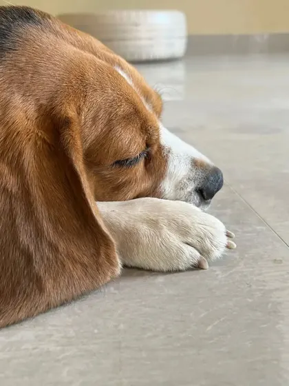 After a fun day of play, there's always time for a good nap. This beagle is resting peacefully indoors, showing how comfortable and at-home our guests feel.