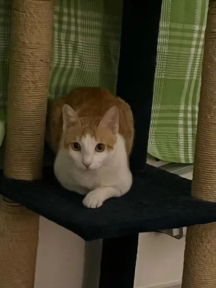 Puttu, queen of the castle, surveying her kingdom from the cat tree.