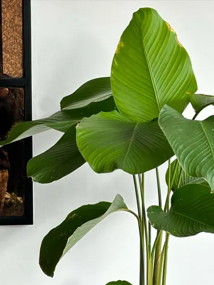 A close-up of a Calathea Lutea, also known as the Cigar Plant, used in a restaurant project. Its large, paddle-shaped leaves add a bold, tropical feel to the interior, making a dramatic statement.