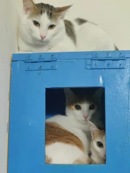 Welcome Itty, Bitty, and Cutie. These three are sharing a space, with two peeking out from a blue cubby hole.