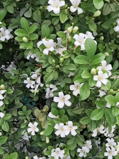 A close-up of the Madhukamini flowers. They bloom in clusters and look like a blanket of stars.