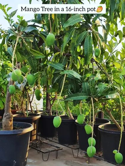 This mango tree is thriving in a 16-inch pot, its branches heavy with fruit. It is a perfect example of how you can grow large fruit trees in a limited space.