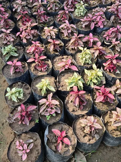 These small starter plants, likely Alternanthera, are perfect for creating colorful ground cover or for use in detailed garden bed designs.