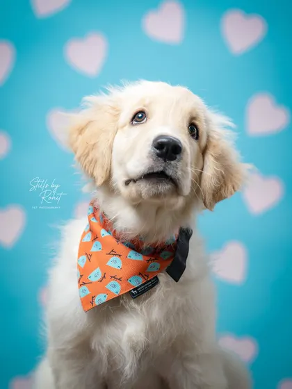 Looking for the perfect Valentine's gift for a pet parent? A gift card for a pet photoshoot is a gift of memories that will last forever.