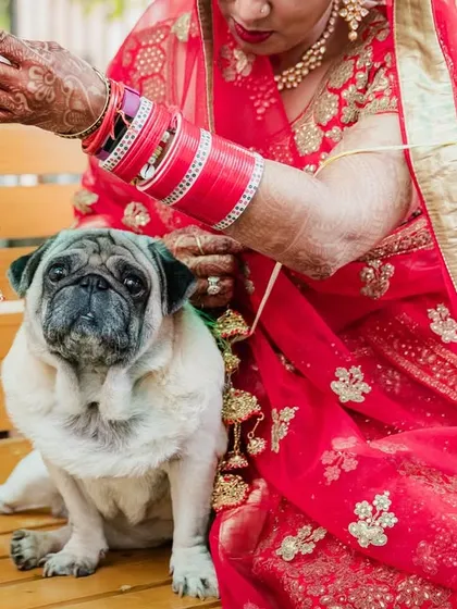 The bride shows off her kalire to her very unimpressed pug. A funny and candid moment between a girl and her dog on her wedding day.