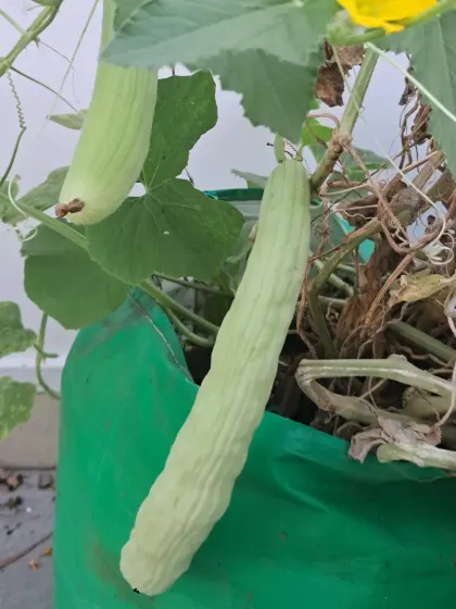 This is a type of cucumber called kakri, growing in a large grow bag. I advise on the right container size for different plants to ensure their roots have enough space.