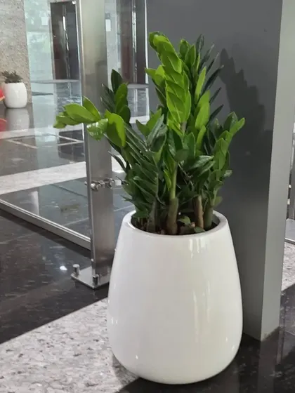 A large ZZ Plant (Zamioculcas zamiifolia) in a glossy white planter, placed in a corporate lobby. Its hardy nature makes it an ideal choice for busy commercial spaces.