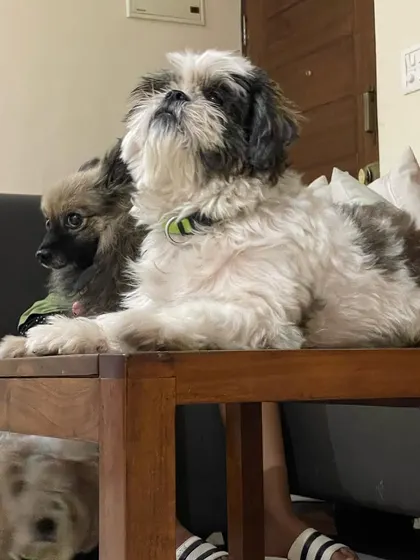 A Pomeranian and a Shih Tzu posing for the camera. We often find our guests become fast friends during their stay.
