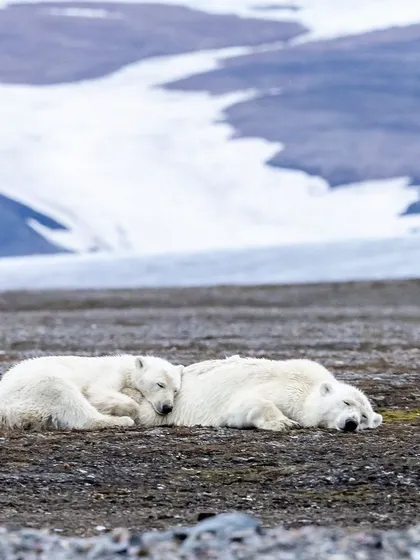 Two polar bears rest on the tundra with a glacier in the background, conserving energy during the summer months. This wider shot helps to show the scale of the Arctic landscape and the challenges these animals face with a changing climate.